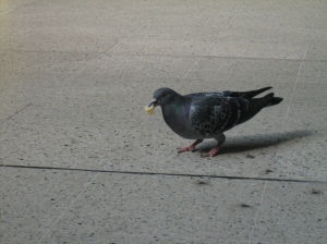Pigeon in King's Cross